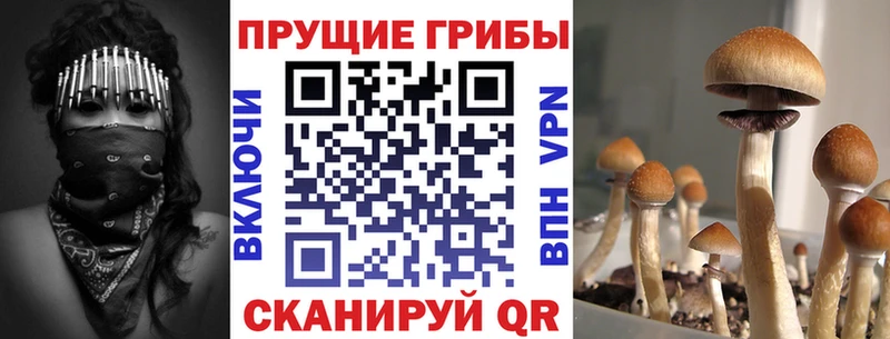 Псилоцибиновые грибы прущие грибы  Истра 